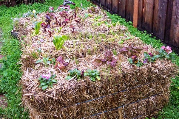 using hay bales for gardening